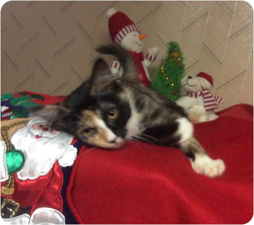Baby Bean-ADOPTED