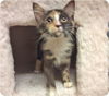 Baby Bean-ADOPTED