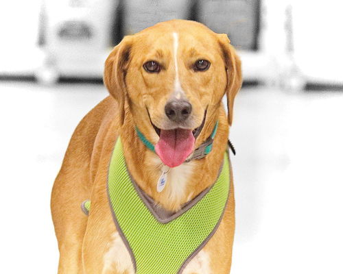 Ford-ADOPTED