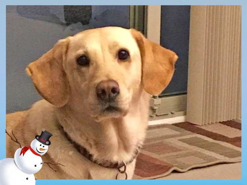 Cheyenne-ADOPTED
