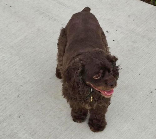 Fudge-ADOPTED