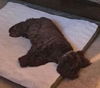 Fudge-ADOPTED