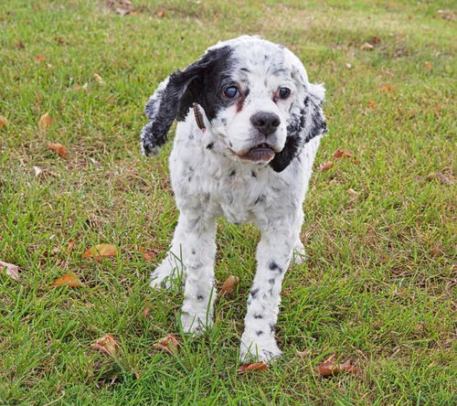 Skippy-ADOPTED