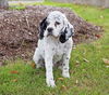Skippy-ADOPTED