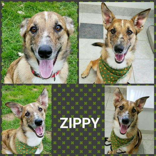 Zippy-ADOPTED