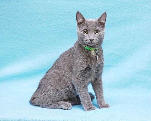 Baby Craig-ADOPTED