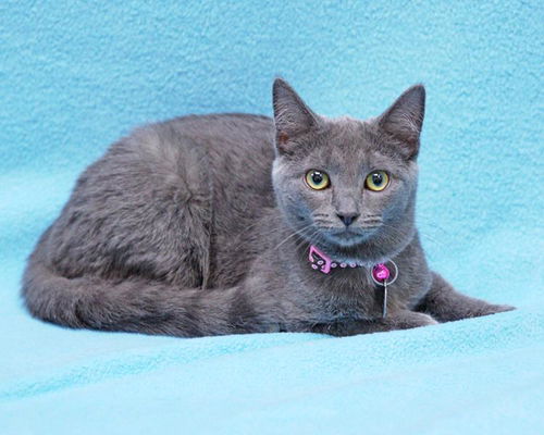 Baby Casey-ADOPTED