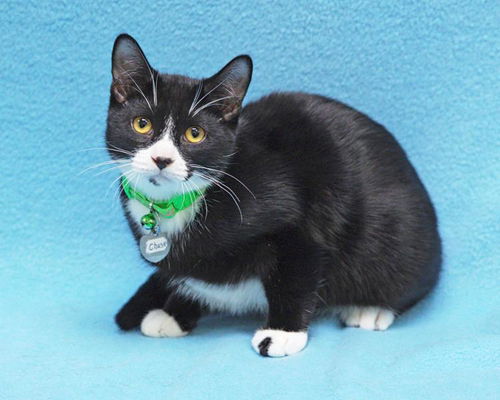 Baby Chase-ADOPTED