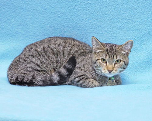 Baby Angel-ADOPTED
