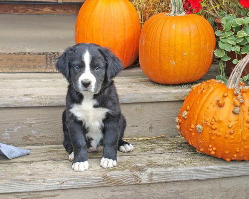 Baby Crackers-ADOPTED