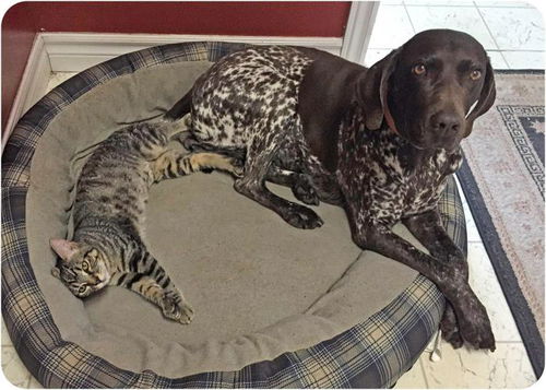 Toby-ADOPTED