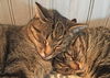 Toby-ADOPTED