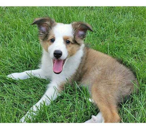 Baby Bonnie-ADOPTED
