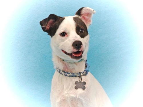 Ashton-ADOPTED