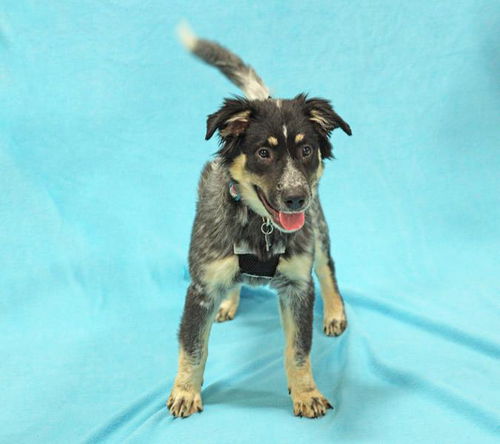 Baby Cupcake-ADOPTED