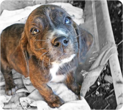 Baby Andretti-ADOPTED