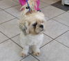 Lavender-ADOPTED