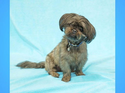 Skippy-ADOPTED