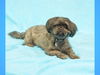 Skippy-ADOPTED