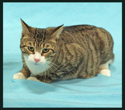 Chester-ADOPTED