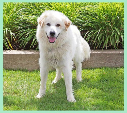 Tristan-ADOPTED