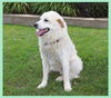 Tristan-ADOPTED
