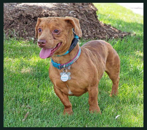 Stanford-ADOPTED