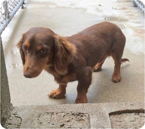 Rusty-ADOPTED