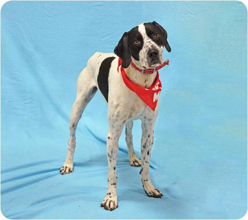 Andy-ADOPTED
