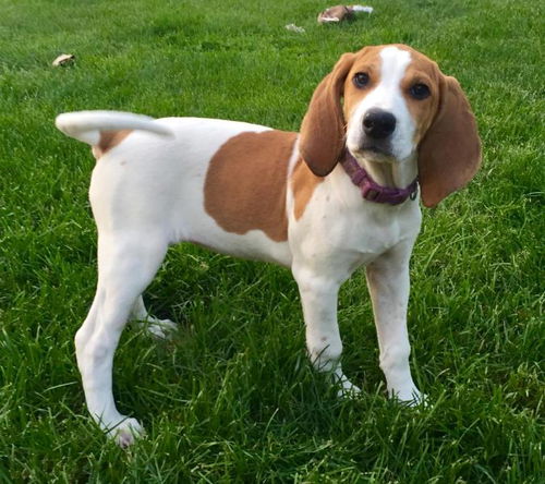 Baby Corabelle-ADOPTED