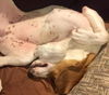 Baby Corabelle-ADOPTED