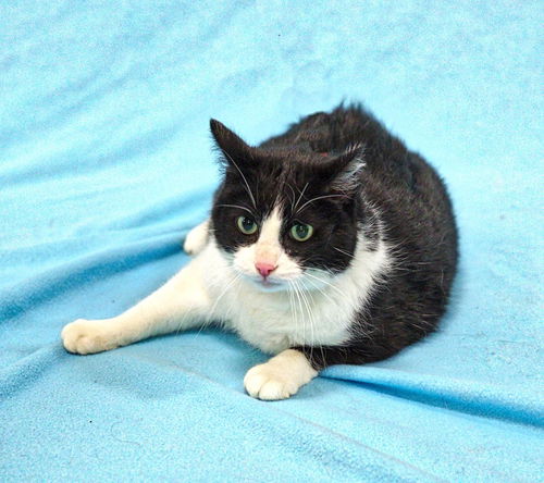 Charlie=Front Declawed-ADOPED