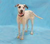 Whitney-ADOPTED