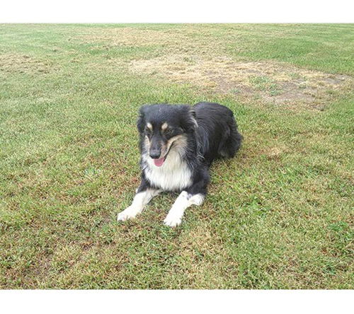 Charlie-ADOPTED