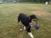 Charlie-ADOPTED