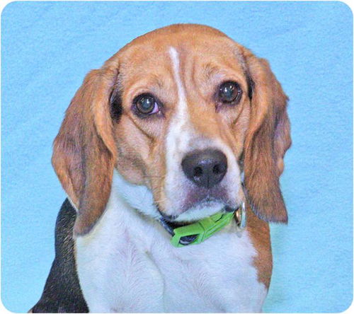 Hunter-ADOPTED