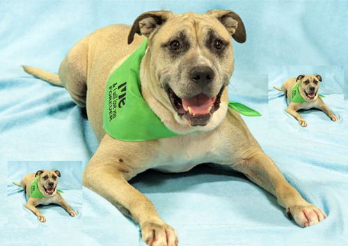 Duke-ADOPTED