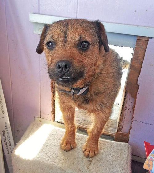 Teddi-ADOPTED