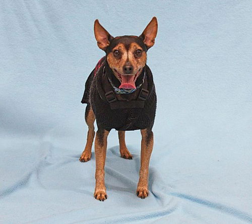 Charlie-ADOPTED