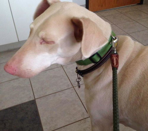 Duchess-ADOPTED