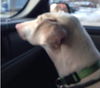 Duchess-ADOPTED