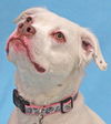 Lana-ADOPTED
