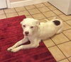 Lana-ADOPTED