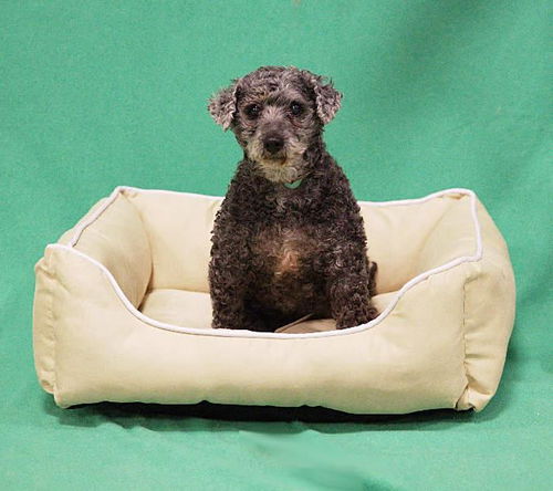 Rupert/Ruby-ADOPTED