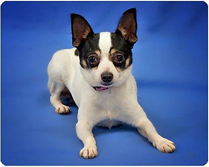Tiny-ADOPTED