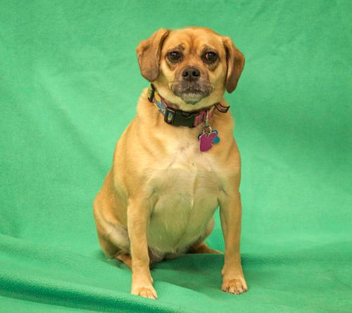 Muffin-ADOPTED