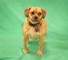Muffin-ADOPTED