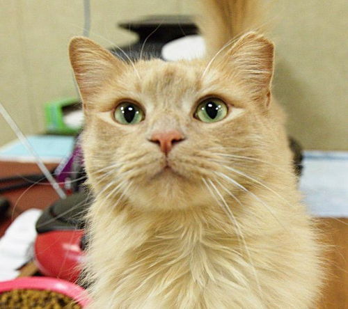 Charlie-ADOPTED494