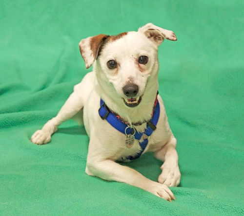 Louie-ADOPTED