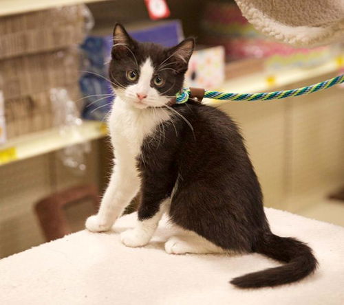 Baby Bobby-ADOPTED